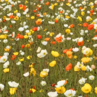 Iceland Poppy Mix Thumbnail